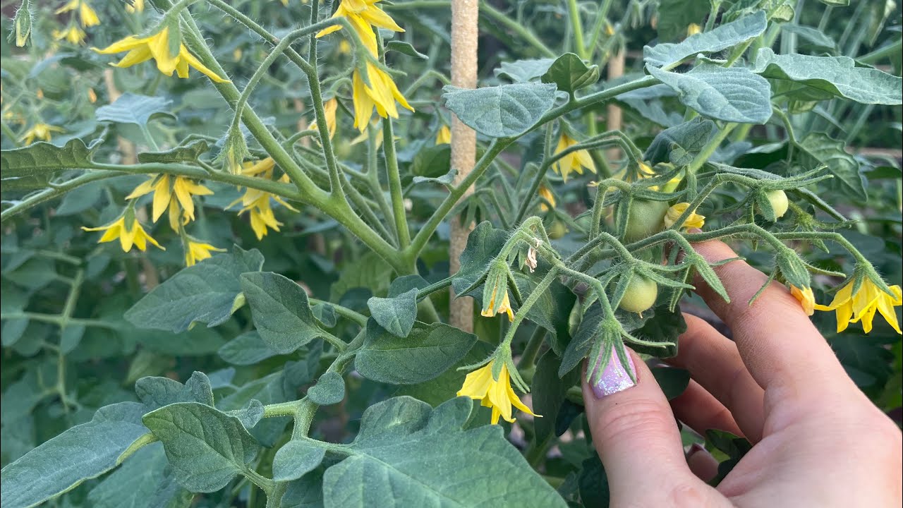 Городники розповіли, чим підживлювати помідори кожного тижня 