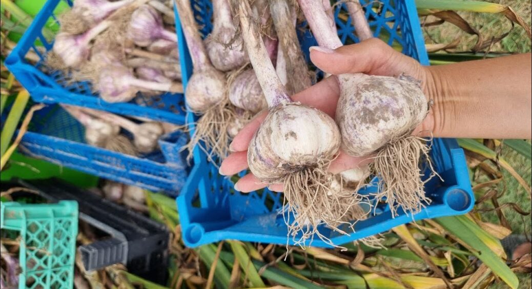 Голівки часнику наздоженуть за розміром буряк: 2 правила, які допомогли виростити дійсно гідний врожай 