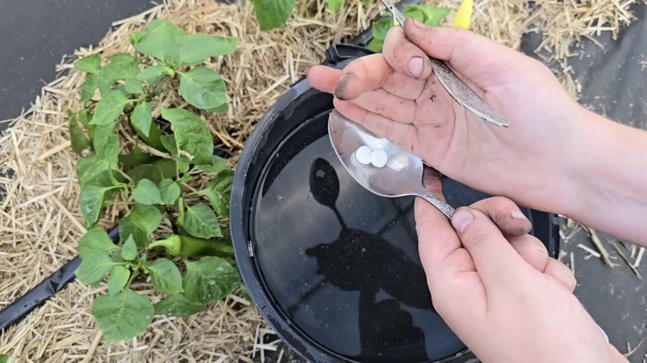 Городники розповіли, чим підживлювати перці, щоб був рясний врожай Городники розповіли, чим підживлювати перці, щоб був рясний врожай