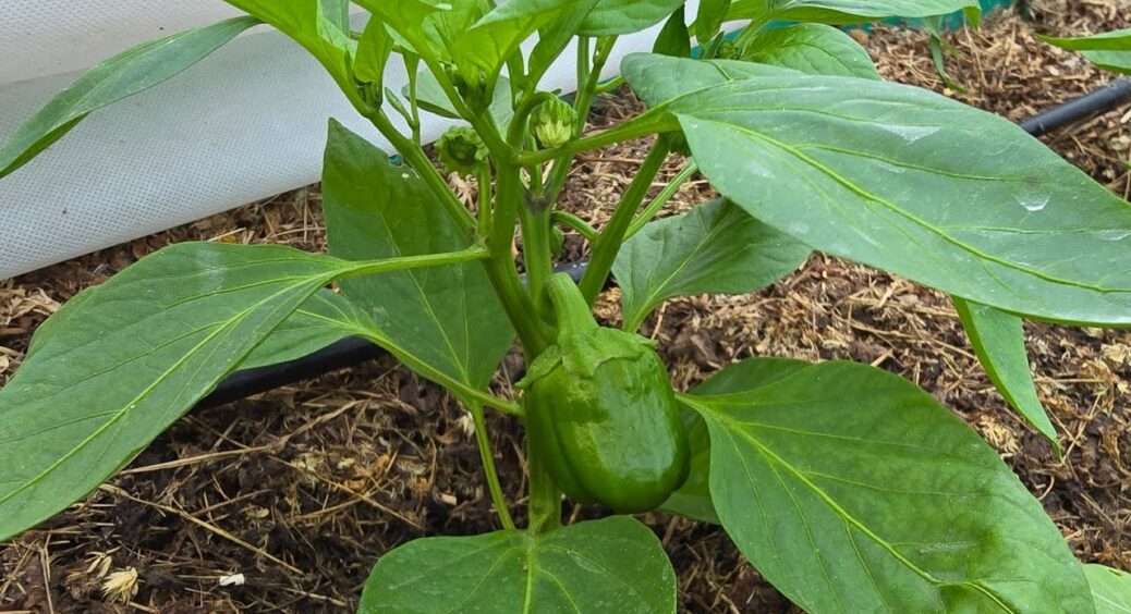 Перці аж “верещать” від такої підживки: 2 краплі на 4 літри води – фітофтора зникає, а врожай “пре” 