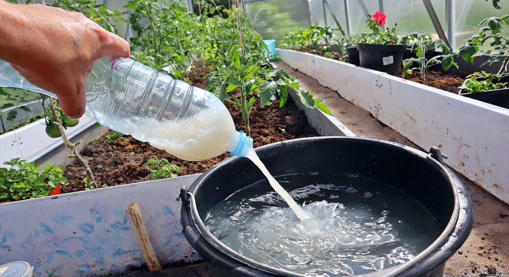 Щоб кожна квіточка на томатах завʼязалася, обприскую цим під час цвітіння: врожай збільшився на 50 відсотків 