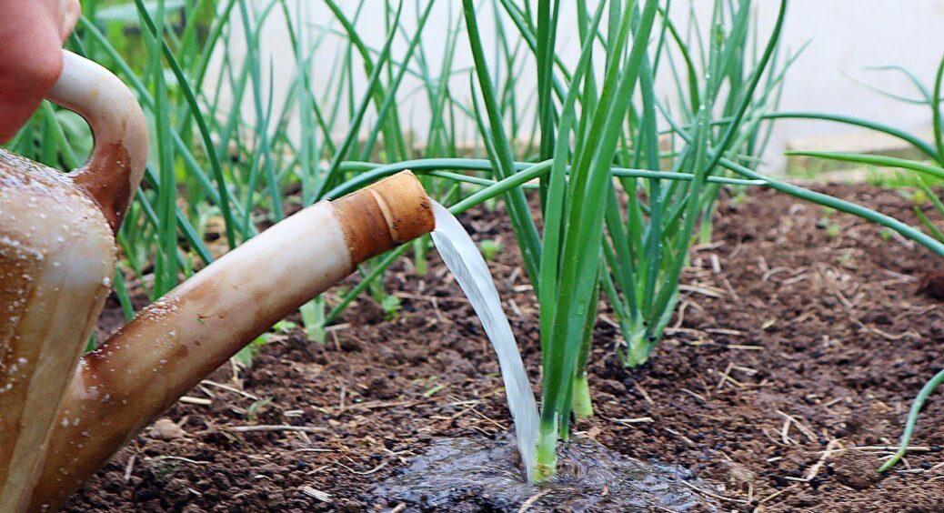 Змішую 2 компоненти та поливаю грядку — про цибулеву муху забуваю: а цибулини без гіркоти і розміром з кулак 