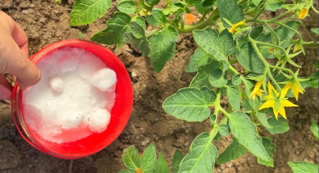 1 літр під кущ і томати пруть, наче на дріжджах: через добу квіток — море, а врожай збільшиться в 3 рази 