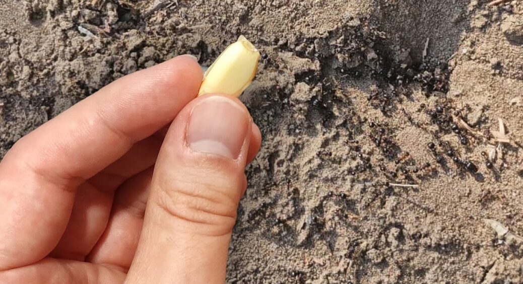 Мурахи і тля тікали з мого городу, як ошпарені: обробила 1 засобом і вже 5 років за це “голова не болить” 