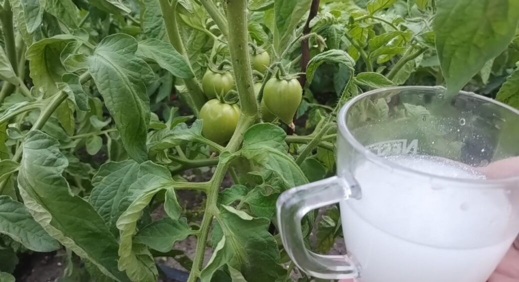 Бачу фітофтору на помідорах — беру 2 інгредієнти: звичайне мило і молоко поборють гниль на раз-два 