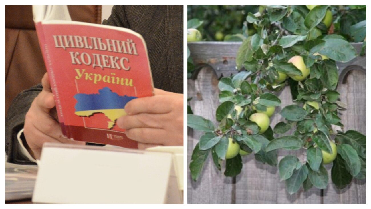 Юристи розповіли, чи можна спилювати гілки сусідського дерева у своєму дворі  