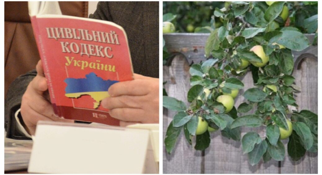 Поцапалися з сусідом, бо я хотіла обпиляти гілки його дерева, які залізли у наш двір: кума-юрист розсудила 