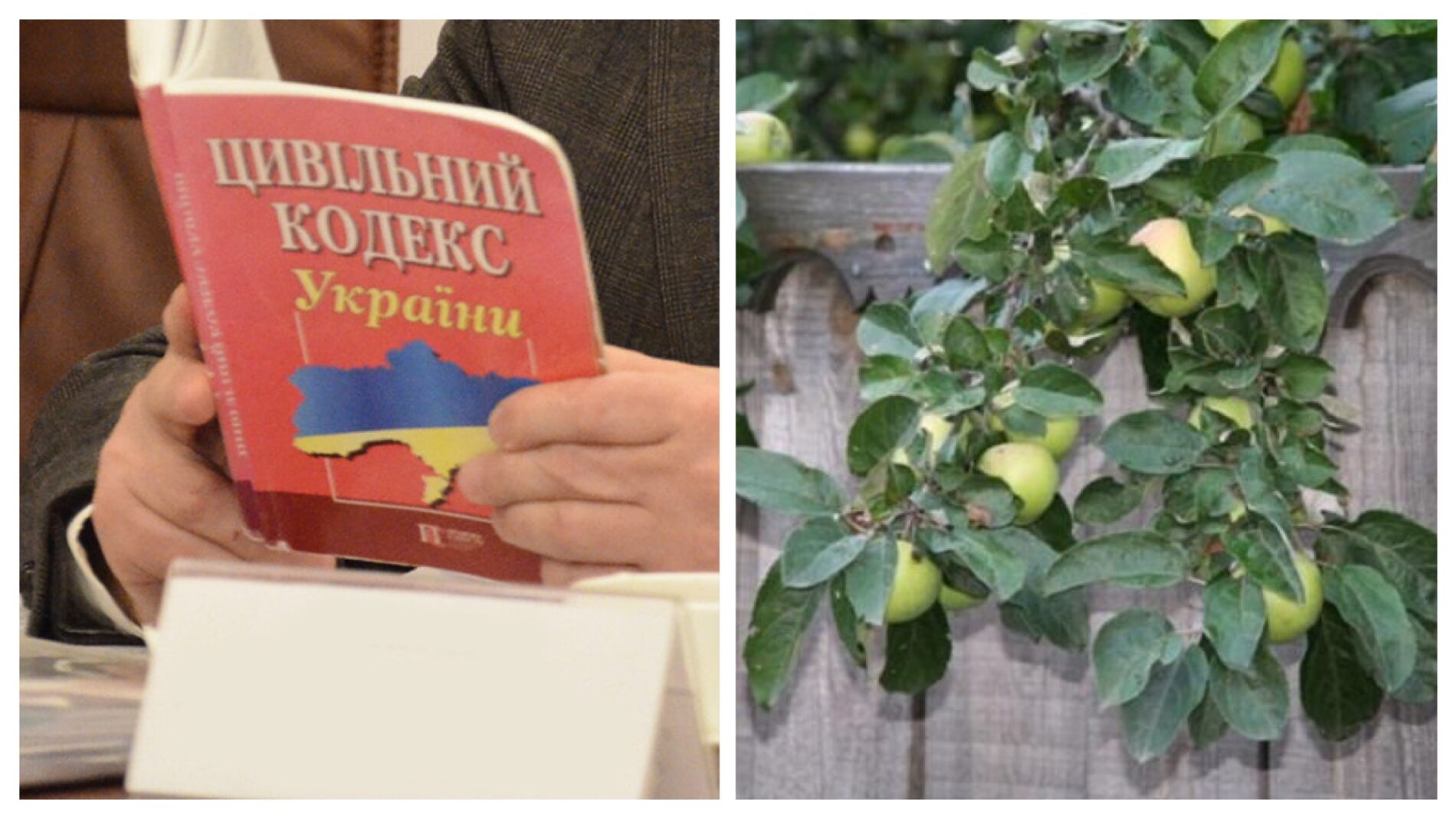 Юристи розповіли, чи можна спилювати гілки сусідського дерева у своєму дворі  