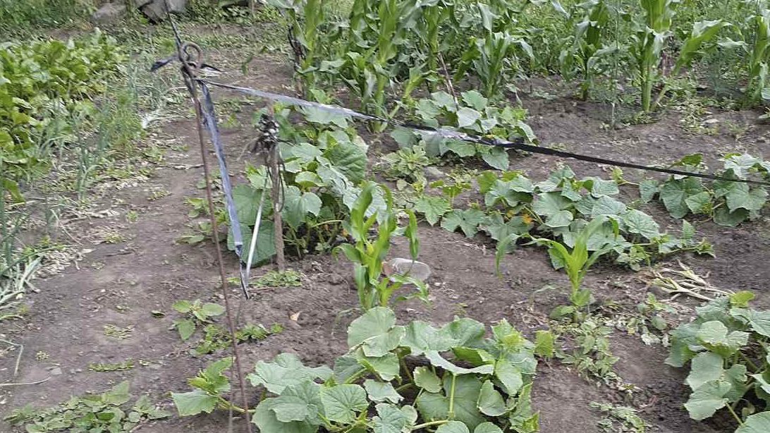 Городники розповіли, як плівка зі старих касет допоможе зберегти врожай Городники розповіли, як плівка зі старих касет допоможе зберегти врожай