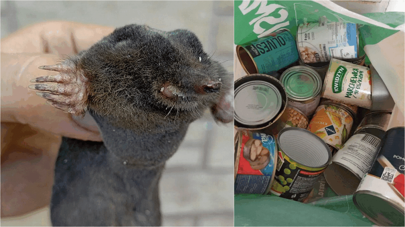 Садівники показали простий відлякувач кротів із банки