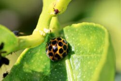 ladybird-3009485_1280 