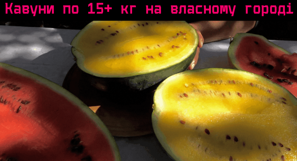 Дивувалася, що сусідка кавуни по 10-15 кг. Виявилося, що весь секрет у датах: коли саджати кавуни у червні? 