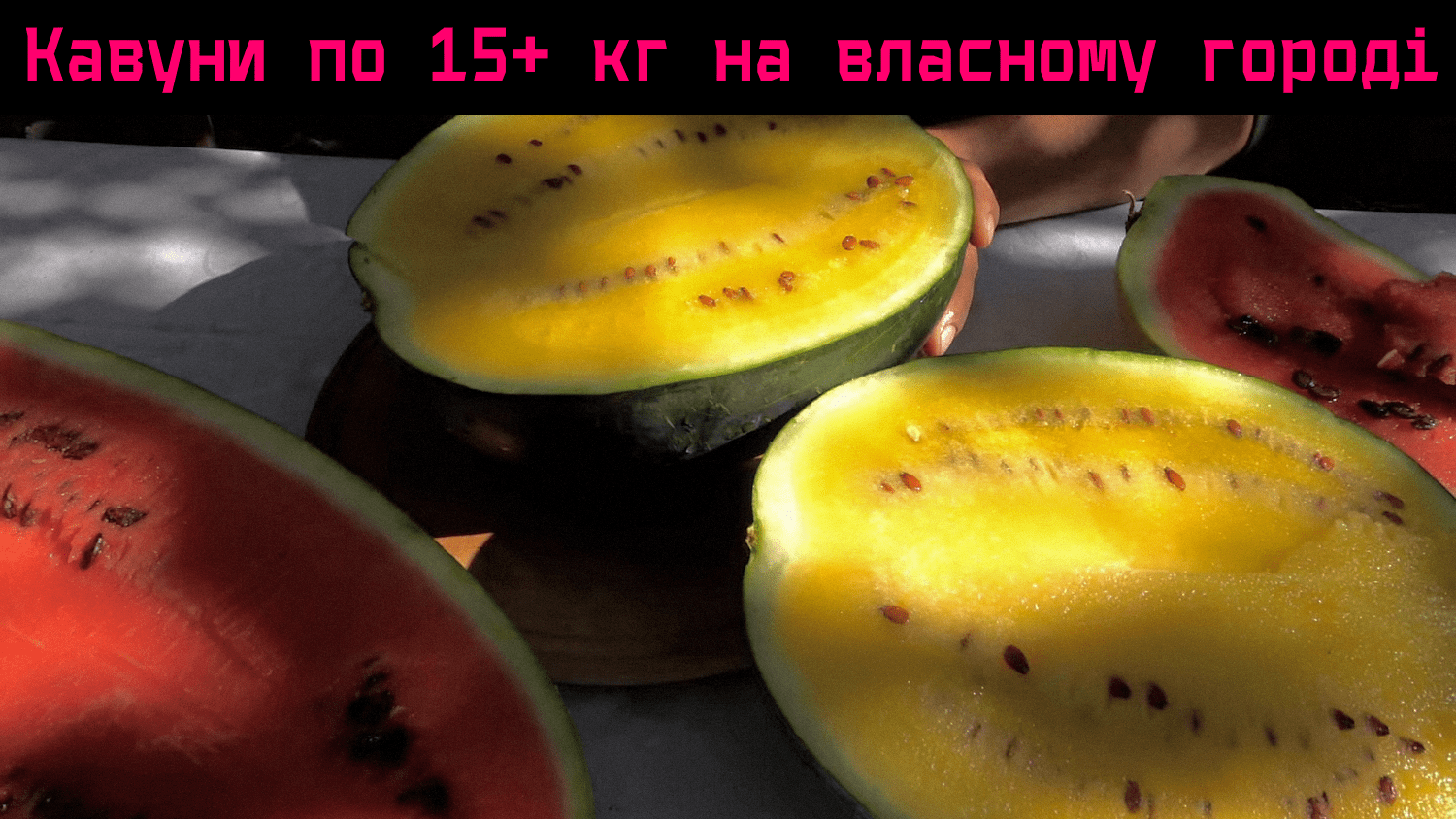 Аграрії пояснили, коли саджати кавуни у червні