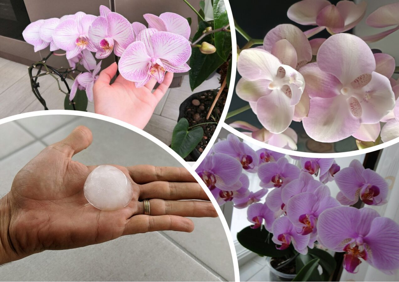 Як покращити цвітіння орхідеї в літню спеку