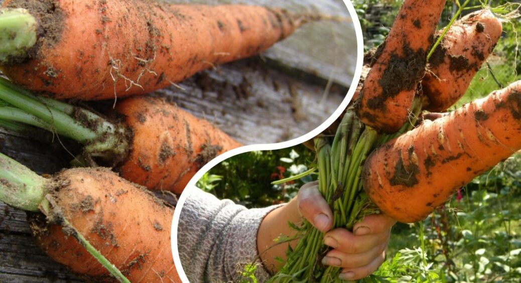 У липні сію моркву, і вона зберігається до весни – жодної бороди й гнилі: все завдяки 1 трюку з ґрунтом 