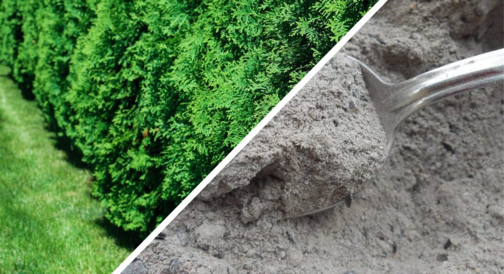 100 г під дерево – і туя пишна, як дикобраз: хвоя не обсипається і не жовтіє, а сусіди дивляться і заздрять 