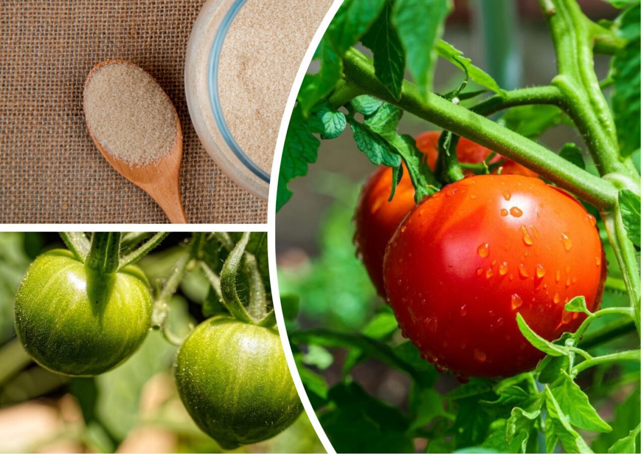 Городники розповіли, чим підживити помідори для збільшення врожаю