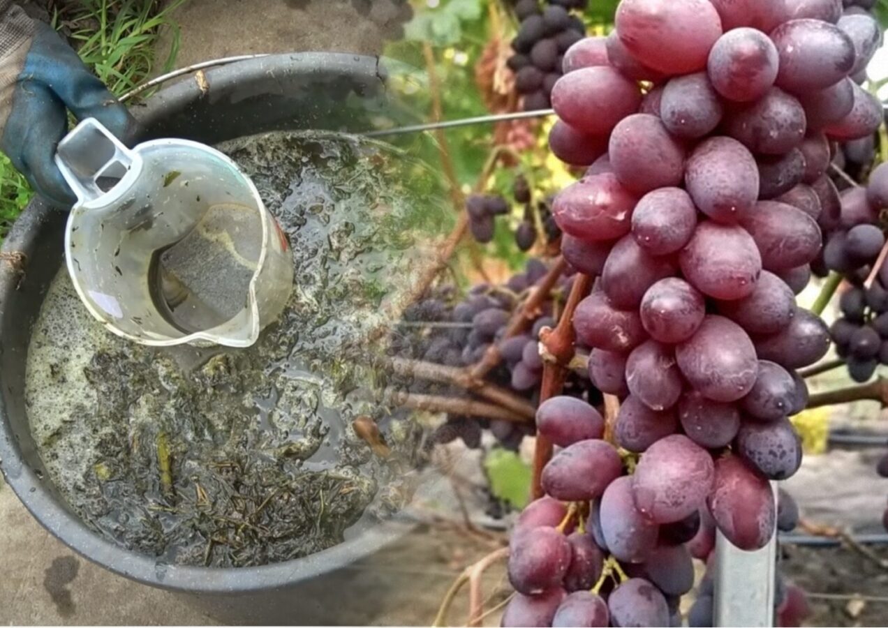 Садівники розповіли про ознаки дефіциту живлення винограду