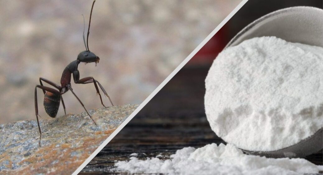 2 ложки – і мурахи тікатимуть з грядки, тільки лапки будуть “виблискувати”: поради бувалих городників 