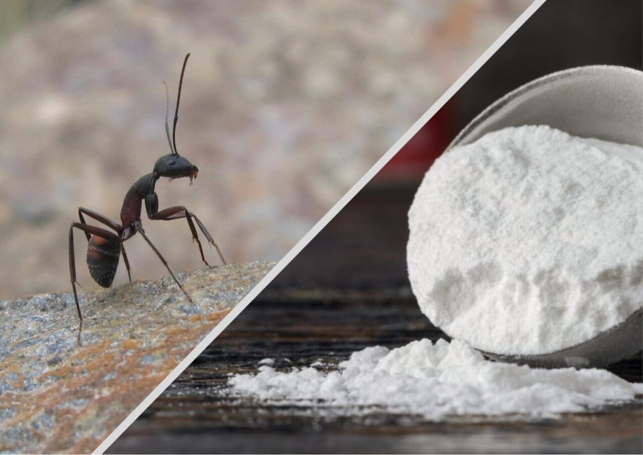 Городники поділилися рецептом розчину від мурах