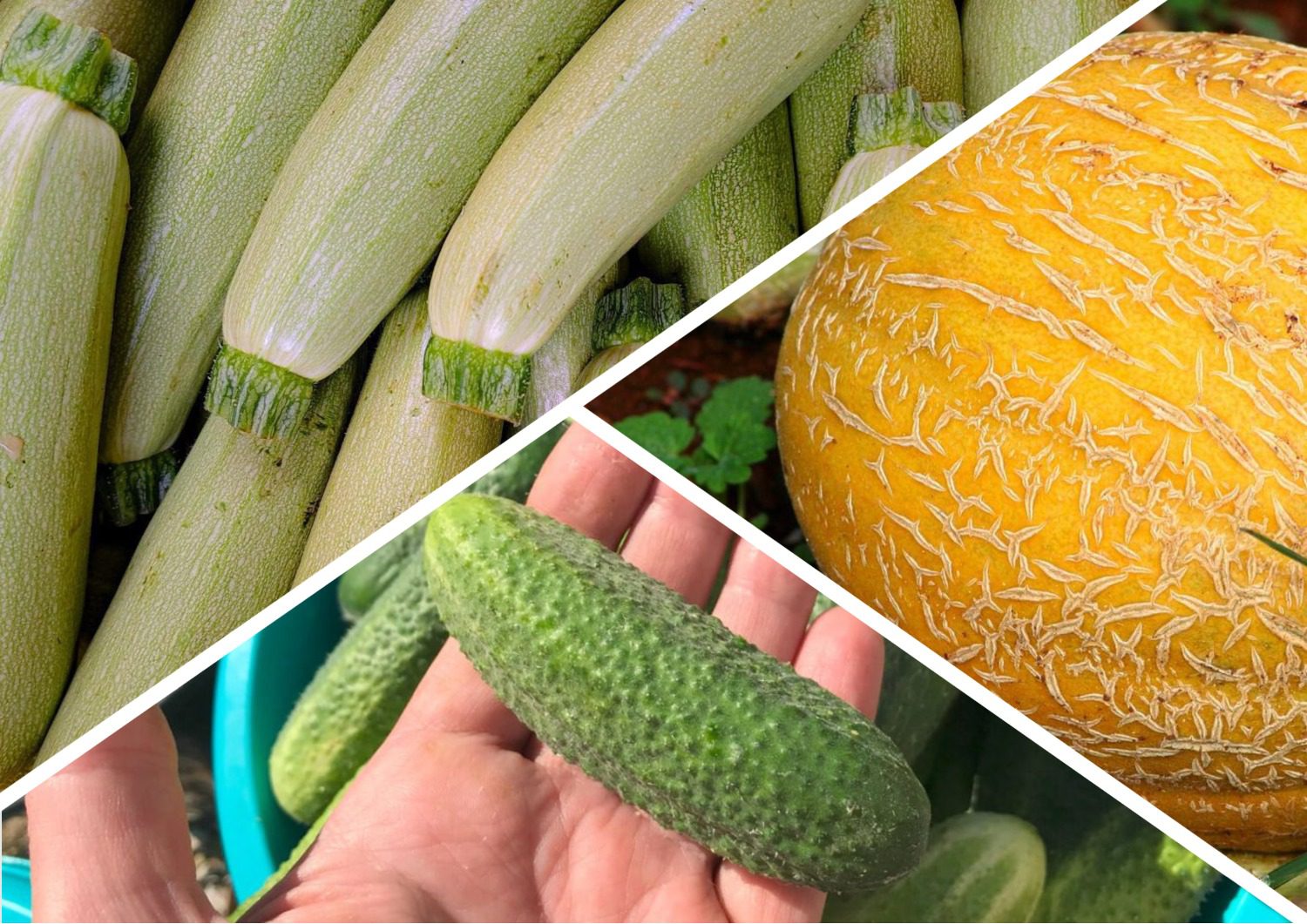 Городники поділилися рецептом підживлення для огірків, кабачків і динь