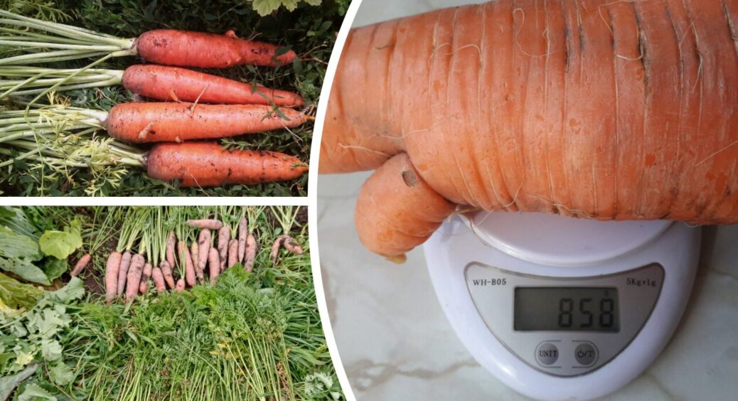 Внесіть це добриво по формулі 15:5:30 – і морква буде рівна, як струнка модель: розміром з кабачок і солодка 