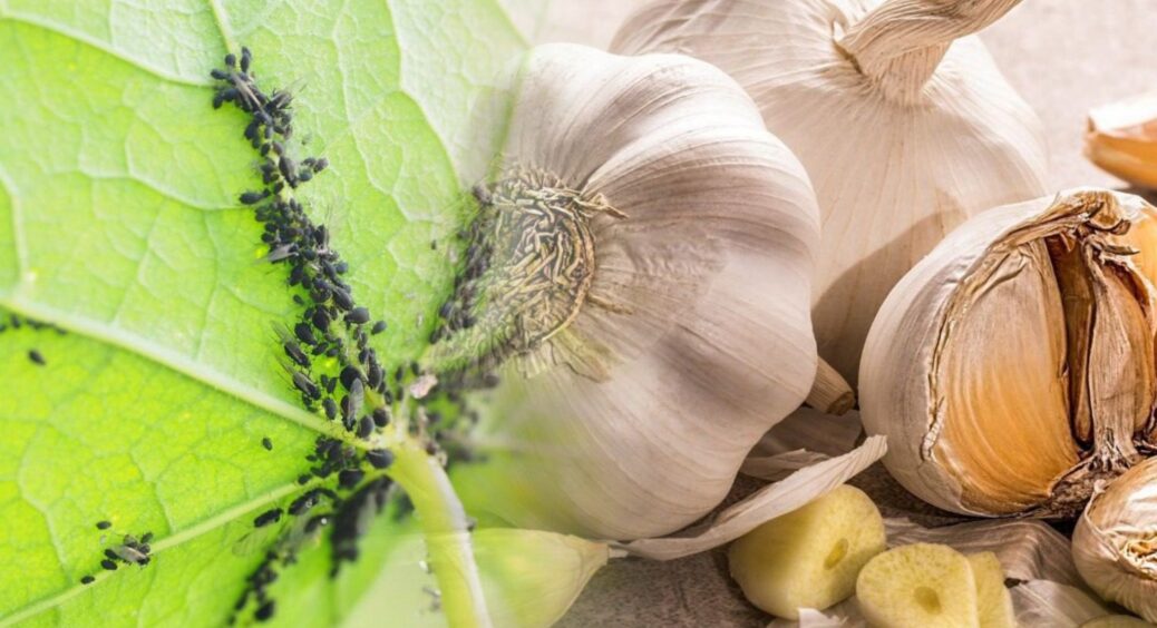 Я вже змирилася з попелицею, аж поки тітка з базару не порадила полити листя настоєм із часникової лушпайки 