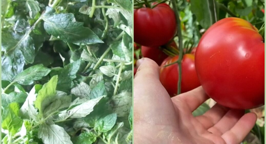 У мого 92-річного діда все йде в хід: готує потужне “зілля” з листя томатів проти шкідників за 10 хвилин 