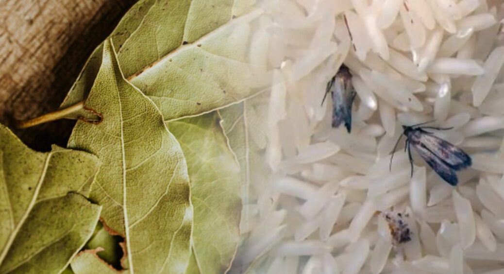 3 листочки “лаврушки” – і мошки, мухи, міль щезли з кухні, хоч до того крутилися, як у себе вдома 