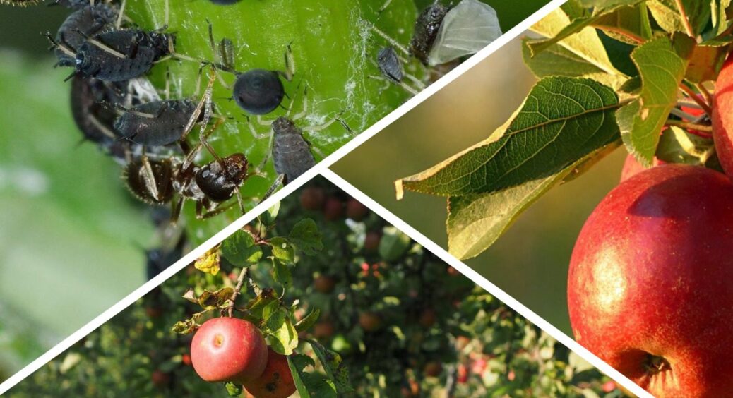 Яблунька перестала скручувати листя після одного “живородного пшику”: так я і здихалася попелиці 