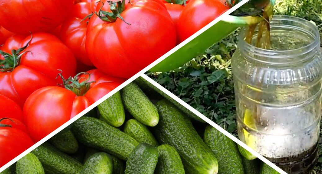 Цей натуральний настій за методом діда Колі виганяє попелицю з огірків і перцю за 1 вечір: і це без хімії 