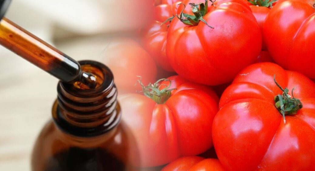 Змішала йод із водою та обприскала томати: помідори “зачервоніли” за 7 днів без сонця й тепла. Реальне диво! 