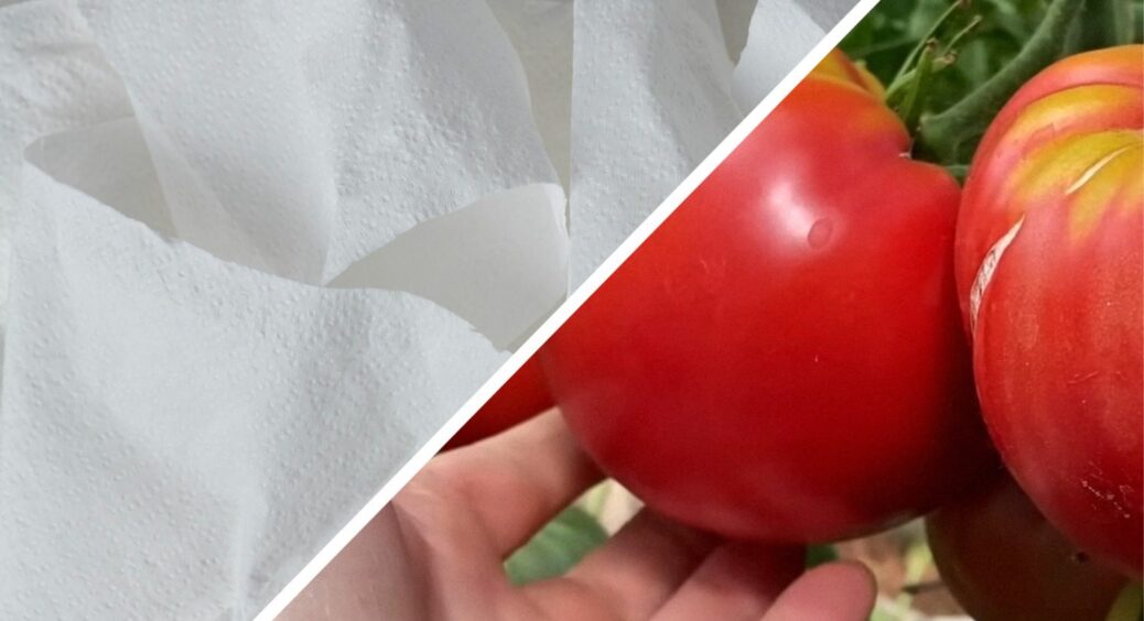 Це не “Вуду”, а нереальний трюк для дачі: кладу під кожен томат по 1 серветці – плоди чисті й без плям 