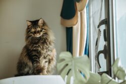 pet-7308330_1280 