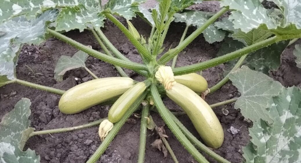 Дала кущам 1 підживку з 3 інгредієнтів і тепер кабачки — півметрові: кожен сусід заглядає, розпитує секрет 