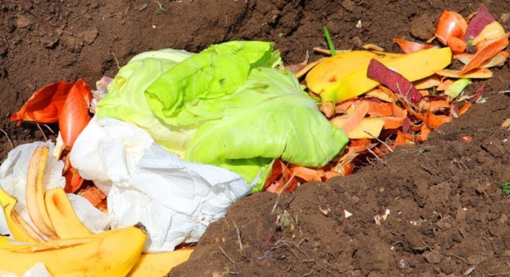 Обрізки овочів відправляю не на смітник, а на грядку: зелень росте в 5 разів швидше, ніж я того чекала 