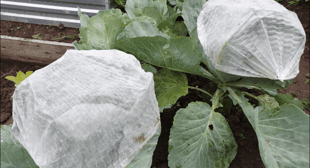 Білокрилка і “носа не підточить” до моєї капусти: знайшла 1 “лайфхак” і бігом вдягнула качани у шапочки 