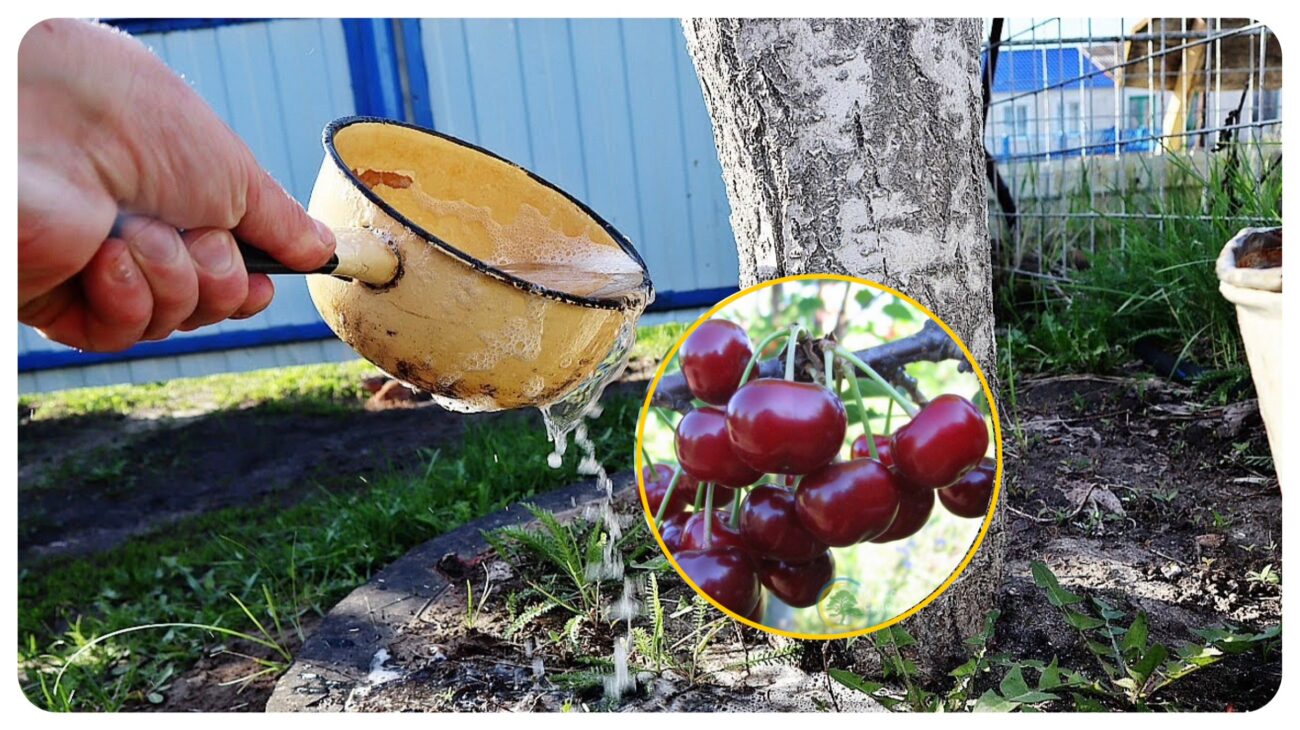 Садівники розповіли, чим поливати вишню для крупних плодів 