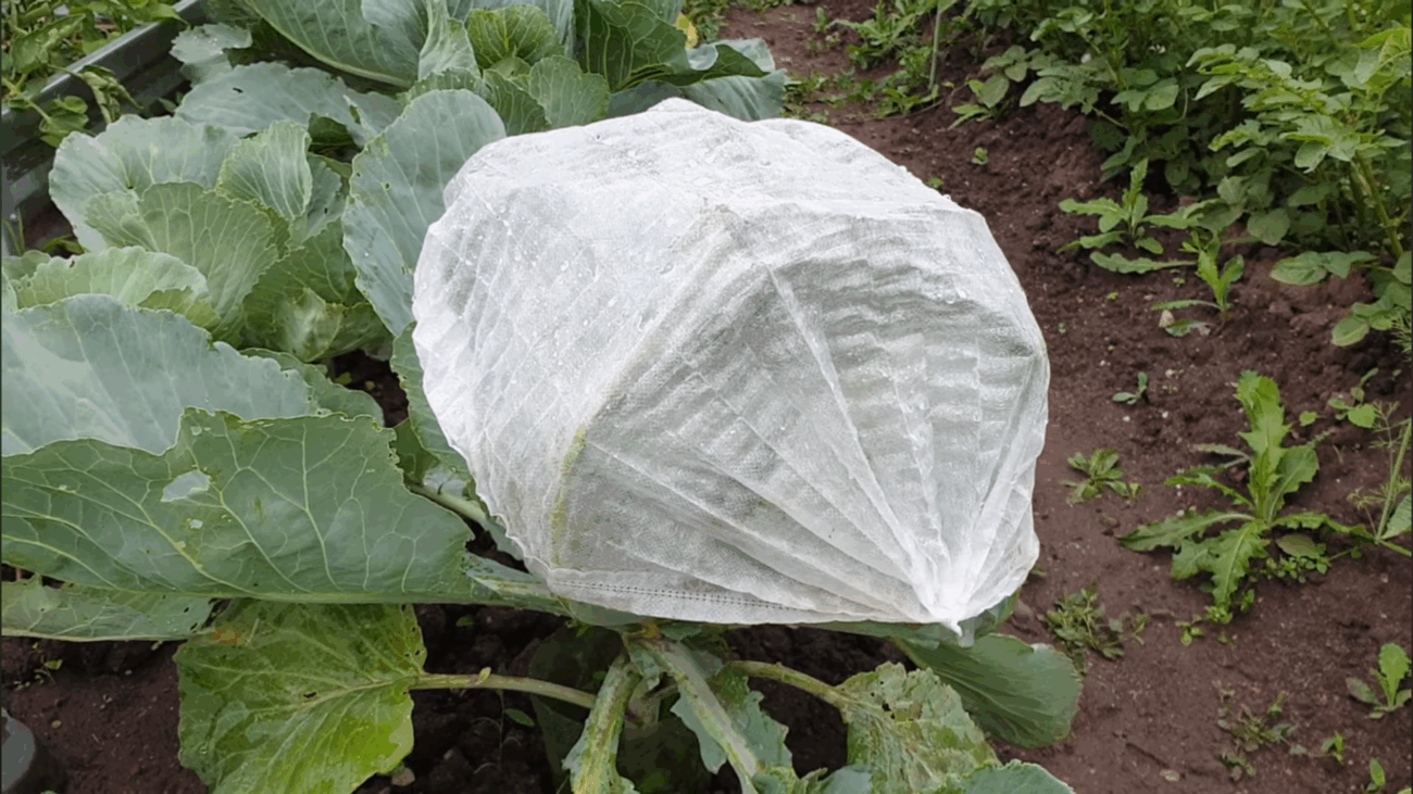 Городники розповіли, як захистити капусту від білокрилки без отрути 