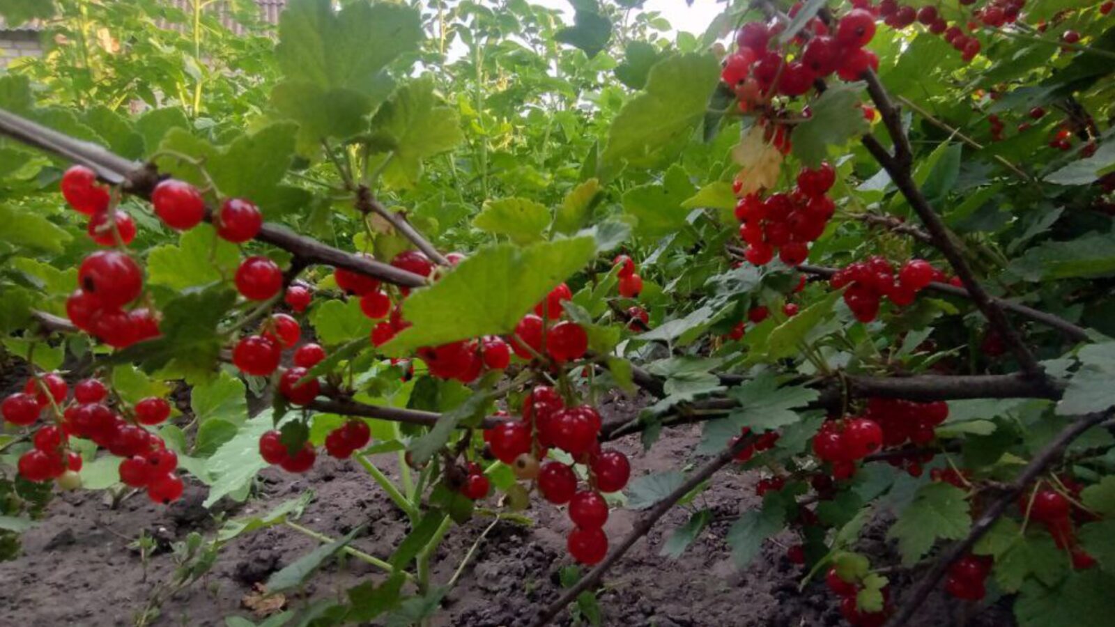  Городники пояснили, чому не треба обрізати смородину у спеку