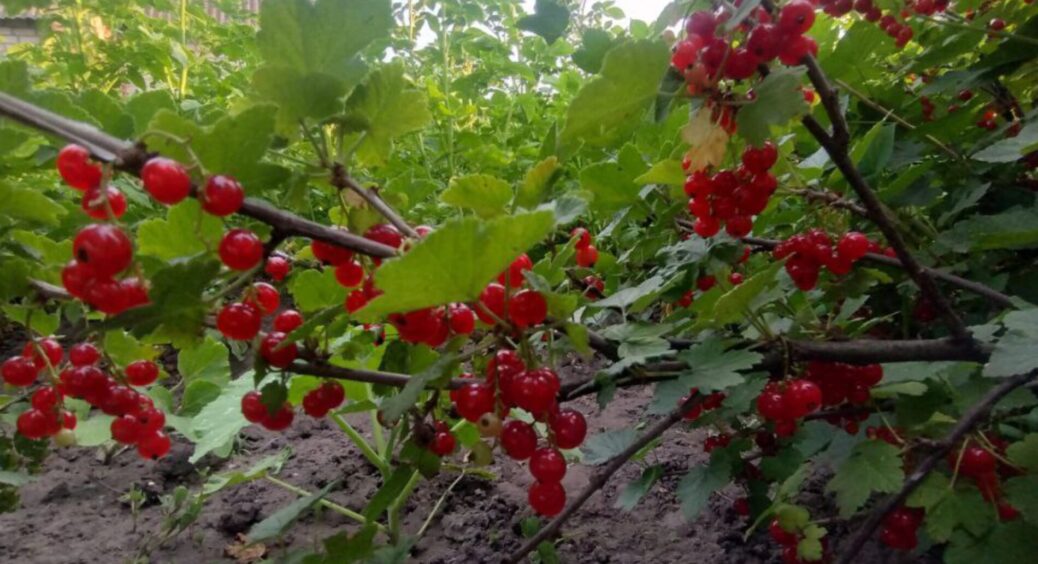 Ледве стрималась від обрізки – і не дарма: при +38° смородині потрібна зовсім не обрізка, а ось це 