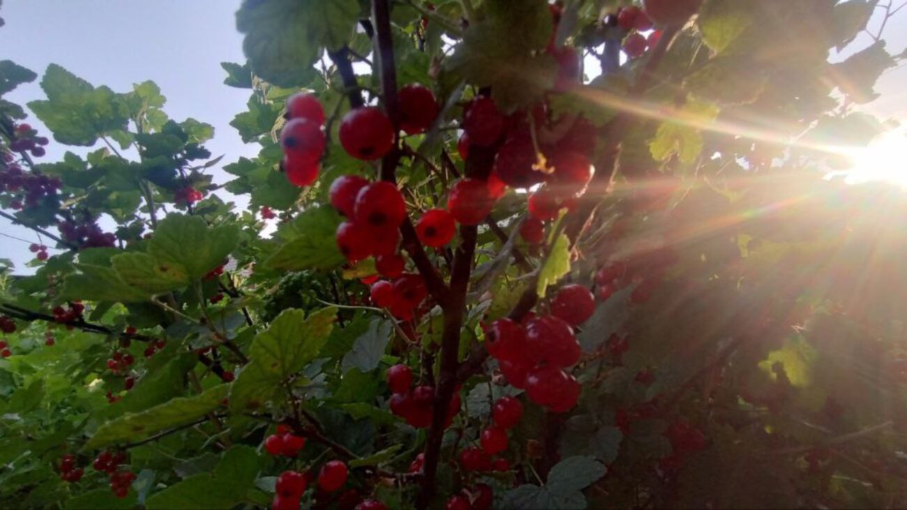 Садівники розповіли, як збільшити врожай смородини одним поливом 