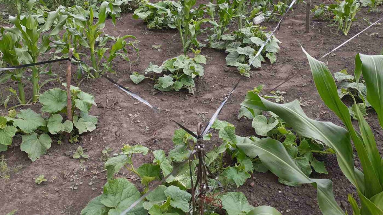 Городники розповіли, як плівка зі старих касет допоможе зберегти врожай  