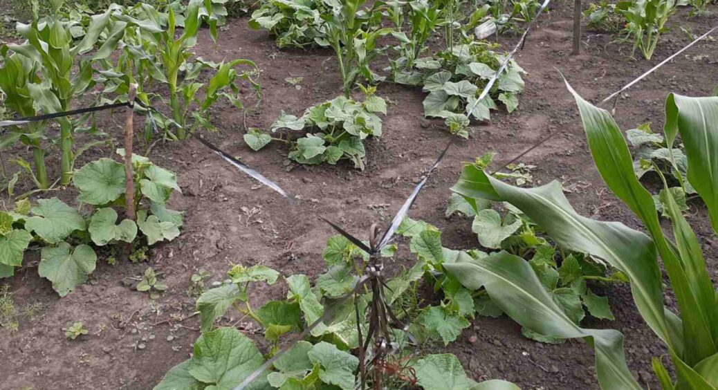 Розвісила по городу плівку зі старих касет і захистила свій врожай: 1 смішна порада замінила 100 “корисних” 