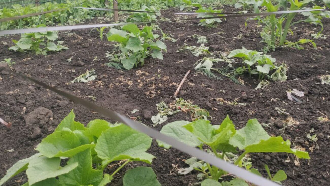 Городники розповіли, як плівка зі старих касет допоможе зберегти врожай Городники розповіли, як плівка зі старих касет допоможе зберегти врожай