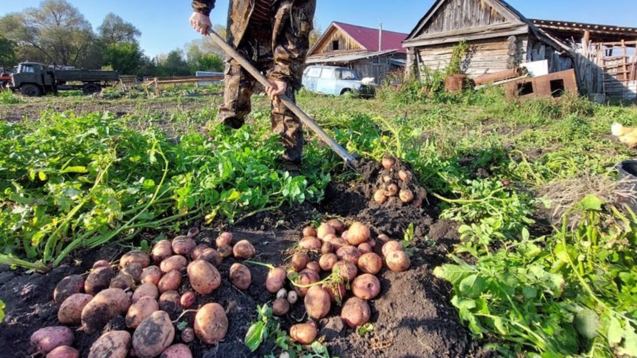 Експерти розповіли про дієві способи підвищення врожаю картоплі