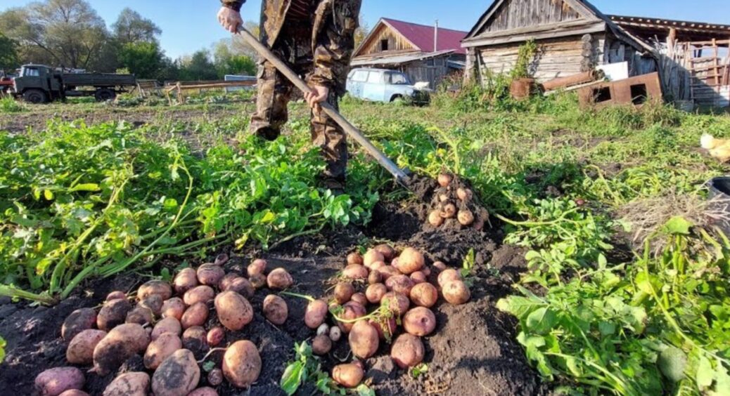 Свекруха очі вирячила, як побачила мій врожай: з городу КАМАЗами вивозимо картоплю. 5 секретів підживки 