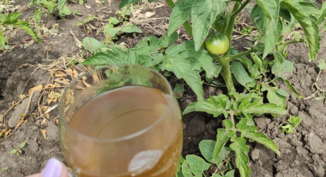 Помідорам у червні — терміново: щоб плоди наливалися і не гнили, даю під кущ 1 стакан — тепер томати в “раю” 