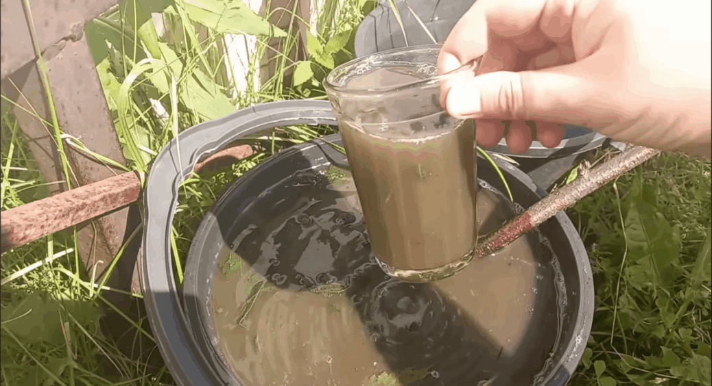 Зробіть це негайно до 5-го червня: по 1 стакану настою під кущ, і за сезон збереш 300 кг солодких огірків 