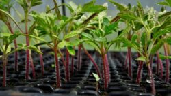 plant-tomatoes-5516277_1280 